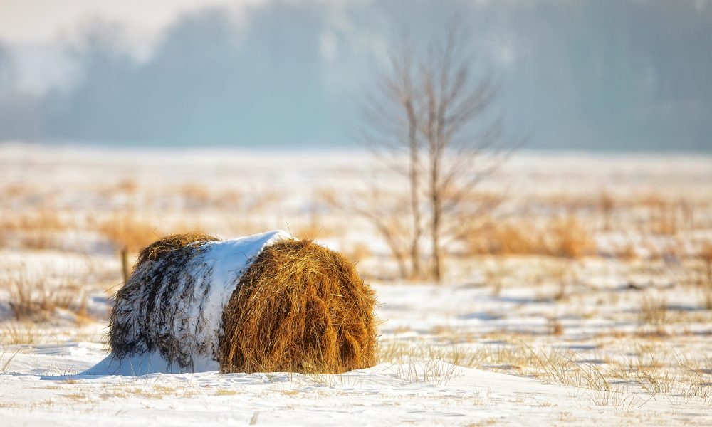 Farmer’s lung – A disease from the fields